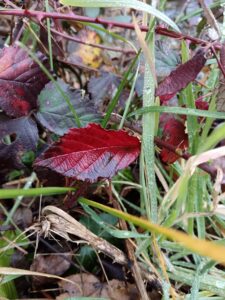 référence inspiration nature feuille rouge emy creation